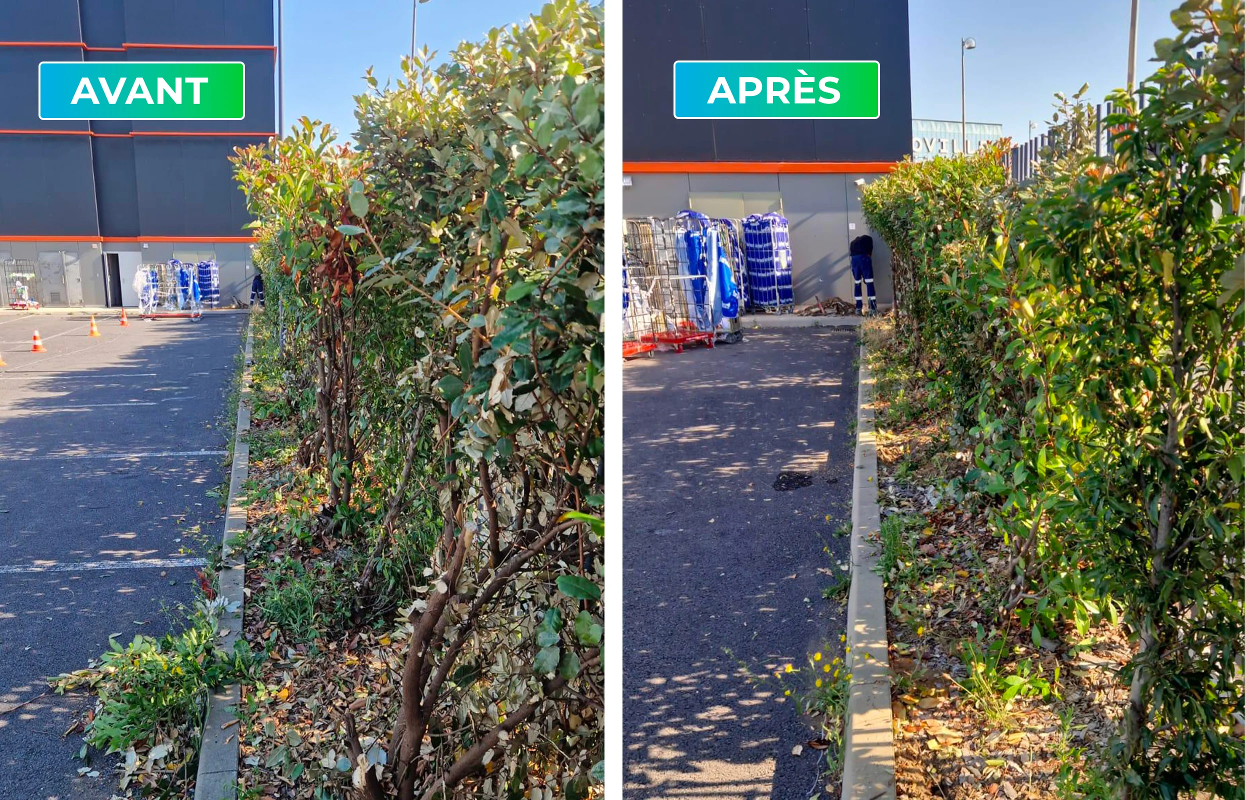 Taille de haie de plus de 30 ml